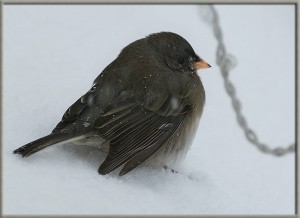 snow_bird